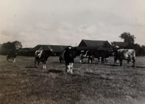 Cows in the field at Elm Farm